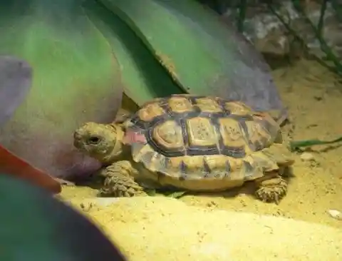 Speckled Padloper Tortoise