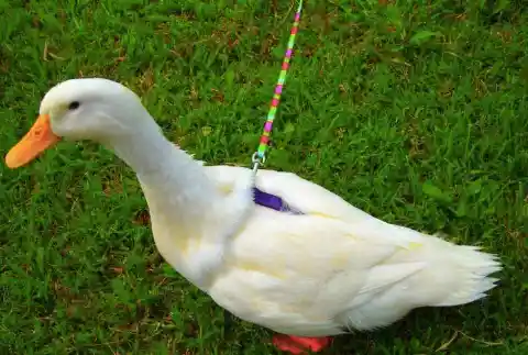Ducks On Leashes