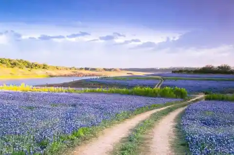 Bluebonnet Trail