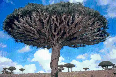 #21. The Dragon Trees In Socotra, Yemen