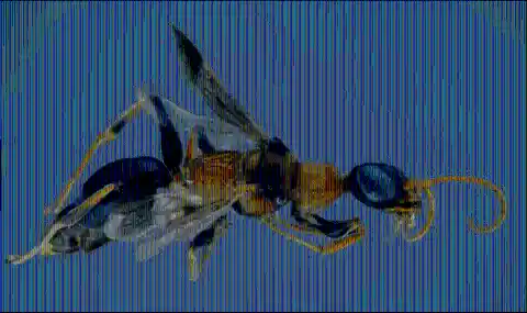 #21. Dementor Wasp