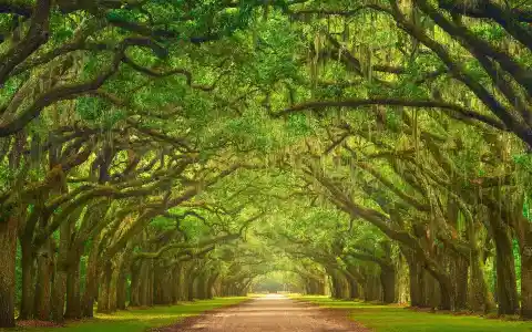 Savannah, USA