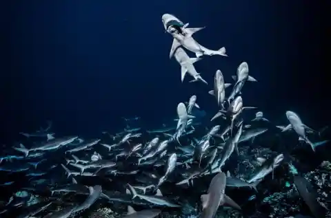 #2. Underwater Predators