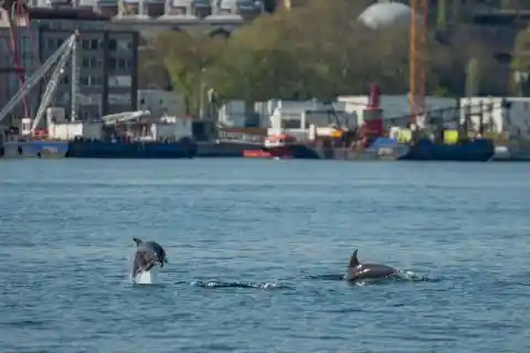 #9. Dolphins In Istanbul