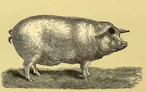 #5. The Murder Of A Pig Triggered An Anglo-American War