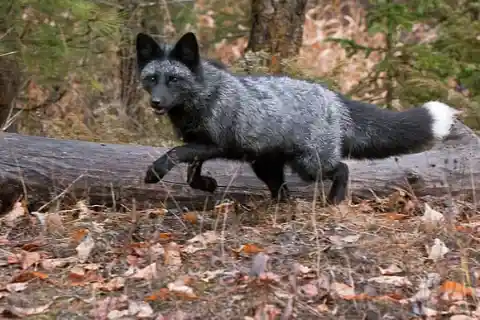Silver Foxes And Red Foxes