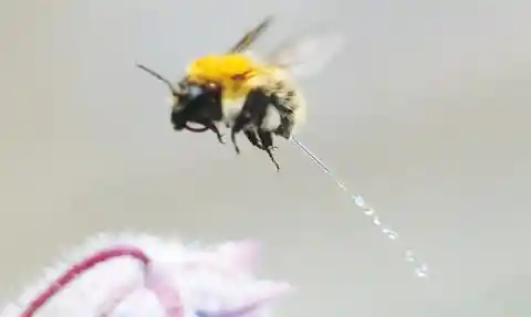 Bee Peeing