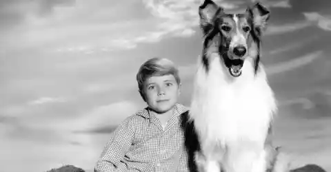 #22. Lassie - 19 Years