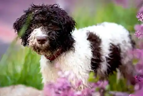 Lagotto Romagnolo