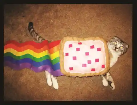 11. The Real Nyan Cat