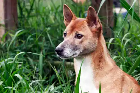 New Guinea Singing Dog