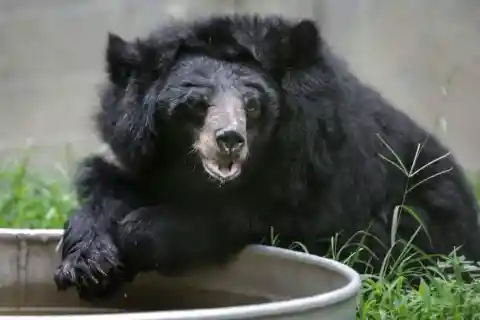 A Huge Black Bear!