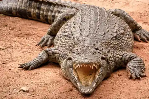 #26. Crocodile