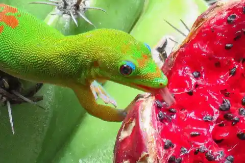 #16. Geckos Order Their Food