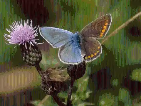 #8. Blue and Brown Butterfly