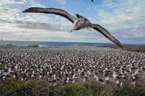 #27. Hidden Albatrosses