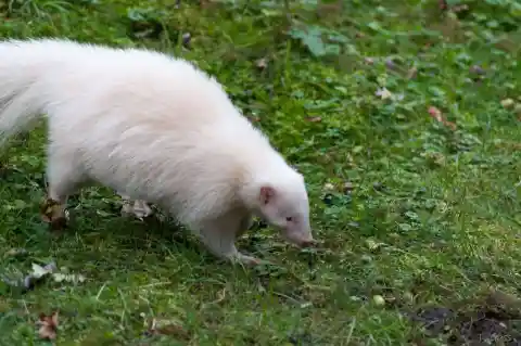Albino Skunk