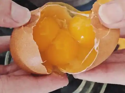 Triple Egg Yolk