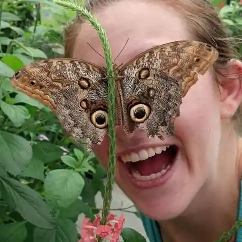 Butterfly Effect