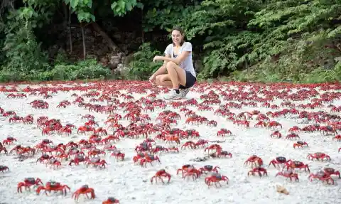 Christmas Island’s Red Crabs