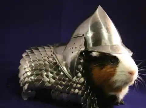 #4. A Guinea Pig Armor