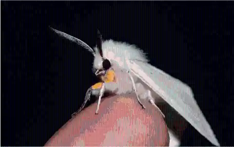 #2. Venezuelan Poodle Moth