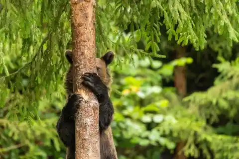 Peek-A-Boo