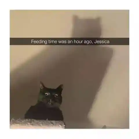 Feeding Time
