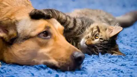 #5. Inseparable Dog and Cat
