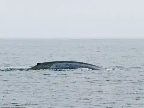 Blue Whale Singing
