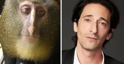10. ADRIEN BRODY AND A VERY UNIMPRESSED MONKEY