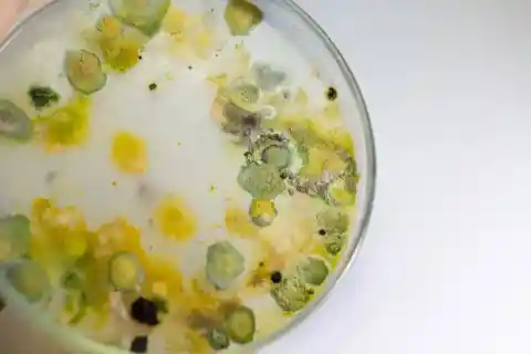 #1. Cyanobacteria