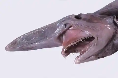 Exfoliated Shark