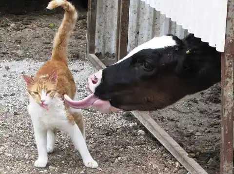 #9. Cat and Cow