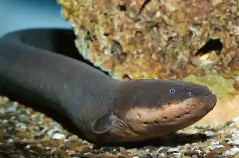 #4. Electric Eels