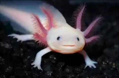 #12. Axolotls