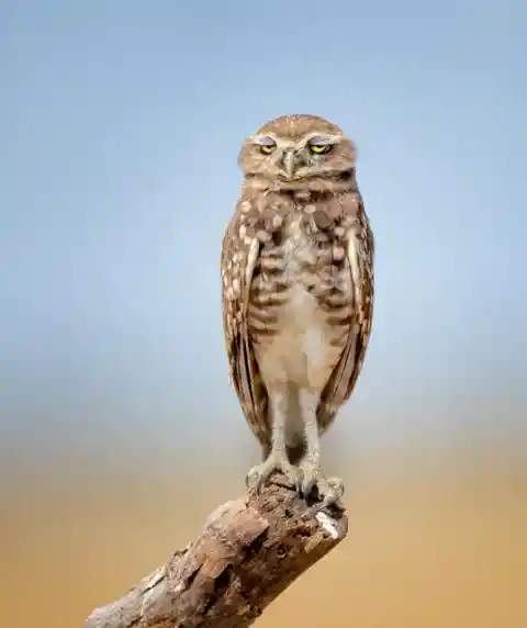 Drunk Owl