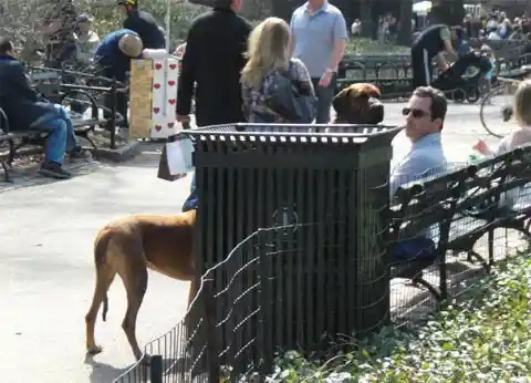 Half-Dog, Half-Giraffe