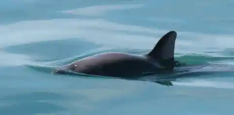 Vaquita