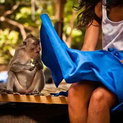 Pervert Monkey