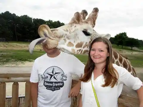 Cheeky Giraffe