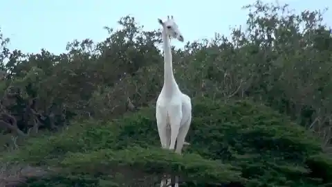 Albino Giraffe