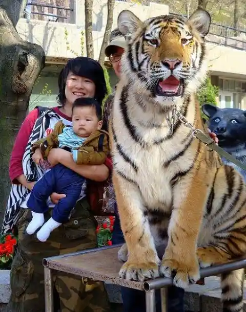 Say Cheese!
