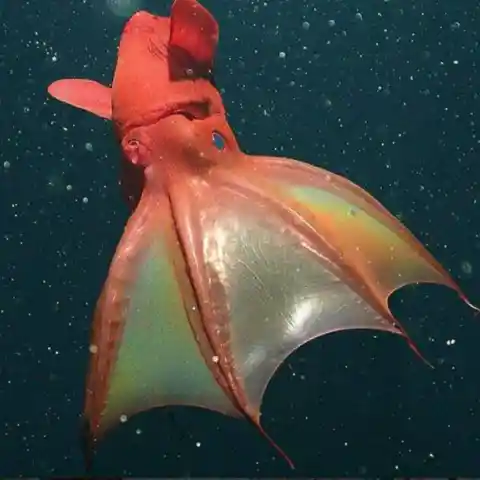 Vampire Squid