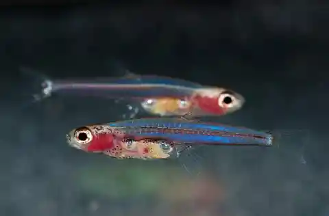 Paedocypris Fish