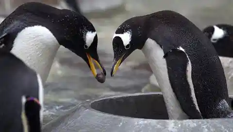 Gentoo Penguins Propose To Each Other