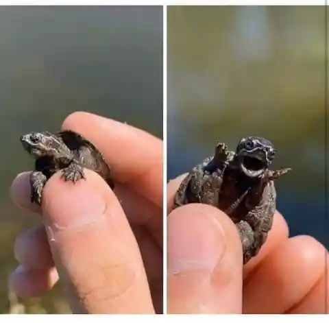So Small, So Full Of Rage