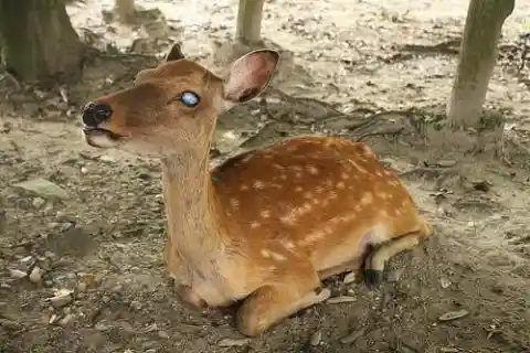 Helping The Deer