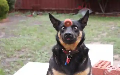 Dog Shot In The Face