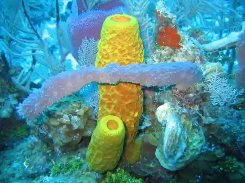 #5. Sea Sponge